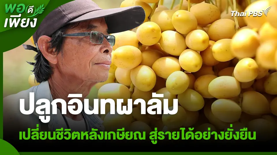 พอดีพอเพียง : ปลูกอินทผาลัม เปลี่ยนชีวิตหลังเกษียณ สู่รายได้อย่างยั่งยืน