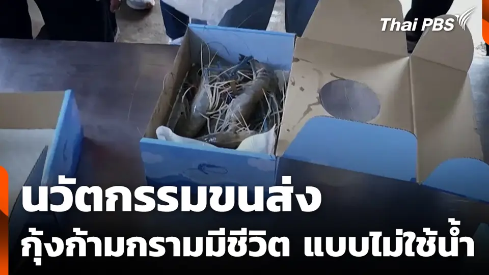 นวัตกรรมขนส่ง กุ้งก้ามกรามมีชีวิตแบบไม่ใช้น้ำ