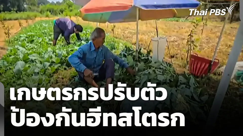 เกษตรกรปรับตัวป้องกัน "ฮีทสโตรก" 