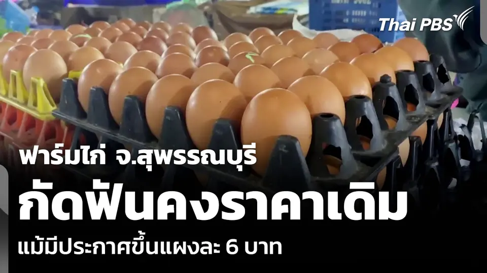 ฟาร์มไก่ จ.สุพรรณบุรี กัดฟันคงราคาเดิม แม้มีประกาศขึ้นแผงละ 6 บาท