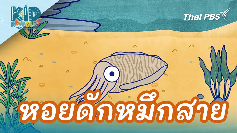 หอยดักหมึกสาย