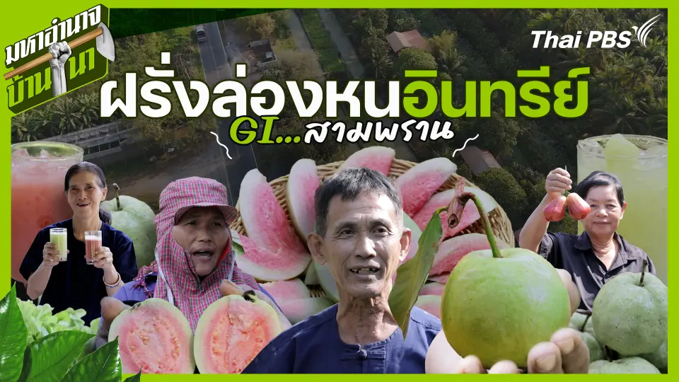 ฝรั่งล่องหนอินทรีย์ GI สามพราน