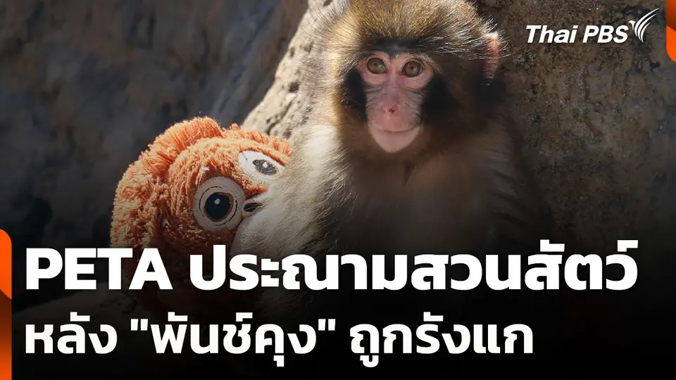 PETA ประณามสวนสัตว์ หลัง "พันช์คุง" ถูกรังแก