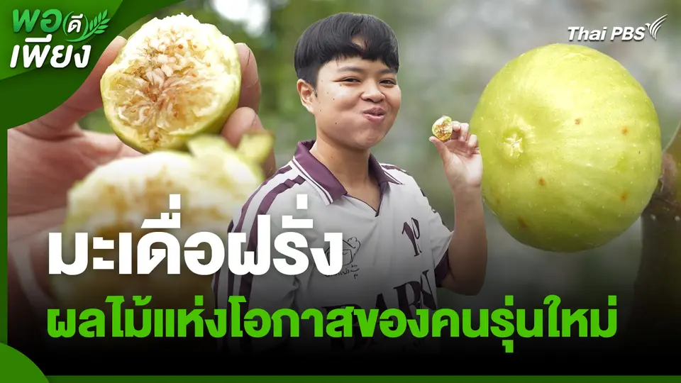 พอดีพอเพียง : มะเดื่อฝรั่งผลไม้แห่งโอกาสของคนรุ่นใหม่