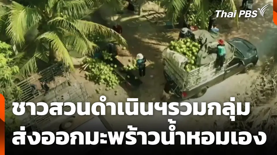 ชาวสวนดำเนินฯรวมกลุ่ม ส่งออกมะพร้าวน้ำหอมเอง