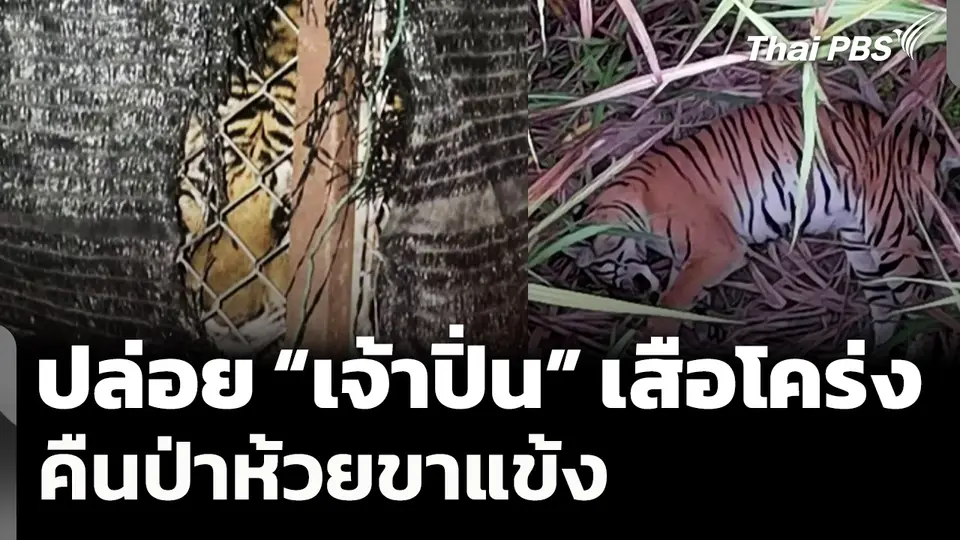 ปล่อย “เจ้าปิ่น” เสือโคร่งกินหมูชาวบ้านคืนป่าห้วยขาแข้ง