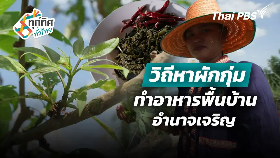 วิถีหาผักกุ่มทำอาหารพื้นบ้านอำนาจเจริญ