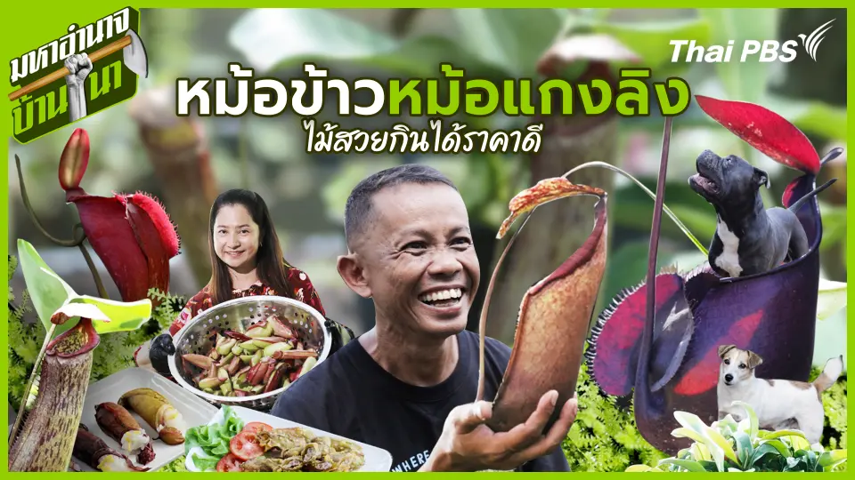 หม้อข้าวหม้อแกงลิง ไม้สวยกินได้ราคาดี