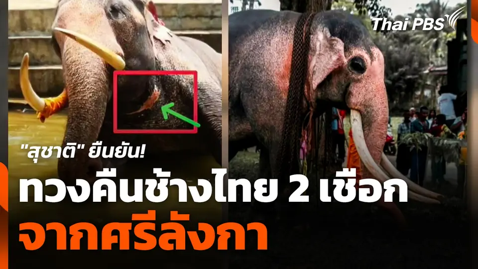 "สุชาติ" ยืนยัน! ทวงคืนช้างไทย 2 เชือก จากศรีลังกา
