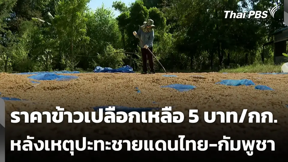 ราคาข้าวเปลือกเหลือ 5 บาท/กก. หลังเหตุปะทะชายแดนไทย-กัมพูชา