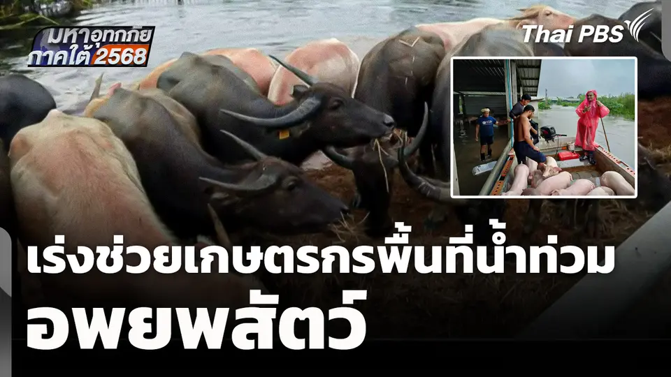 กรมปศุสัตว์เร่งช่วยเหลือเกษตรกร อพยพสัตว์พื้นที่น้ำท่วม