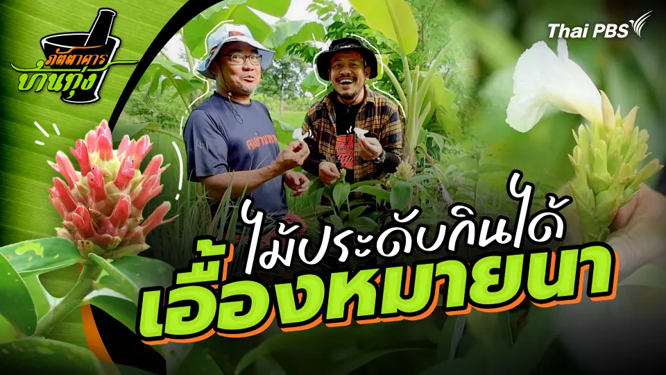 เอื้องหมายนา