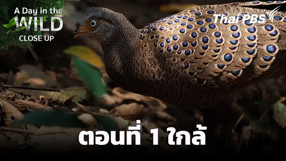  ตอนที่ 1 ใกล้