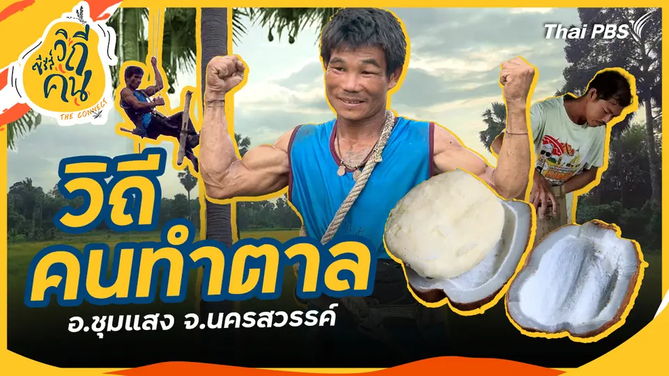 วิถีคนทำตาล อ.ชุมแสง จ.นครสวรรค์