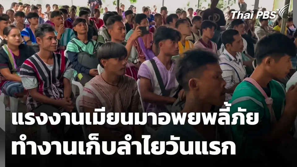 แรงงานเมียนมาอพยพลี้ภัยทำงานเก็บลำไยวันแรก