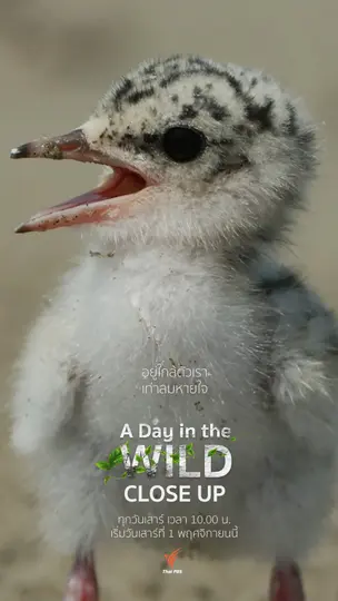 A Day in the WILD