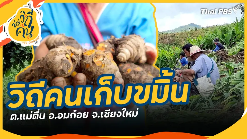 วิถีคนเก็บขมิ้น ต.แม่ตื่น อ.อมก๋อย จ.เชียงใหม่
