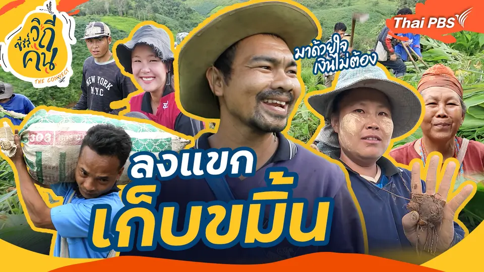 ช็อตเด็ด ซีรีส์วิถีคน : ลงแขกเก็บขมิ้น มาด้วยใจเงินไม่ต้อง