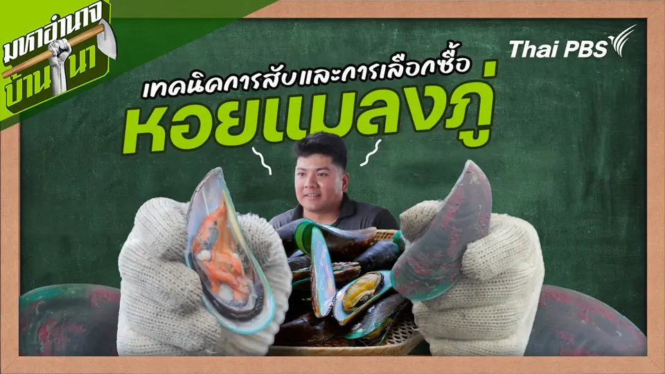 สูตรลับฉบับบ้านนา : เทคนิคการสับและการเลือกซื้อหอยแมลงภู่