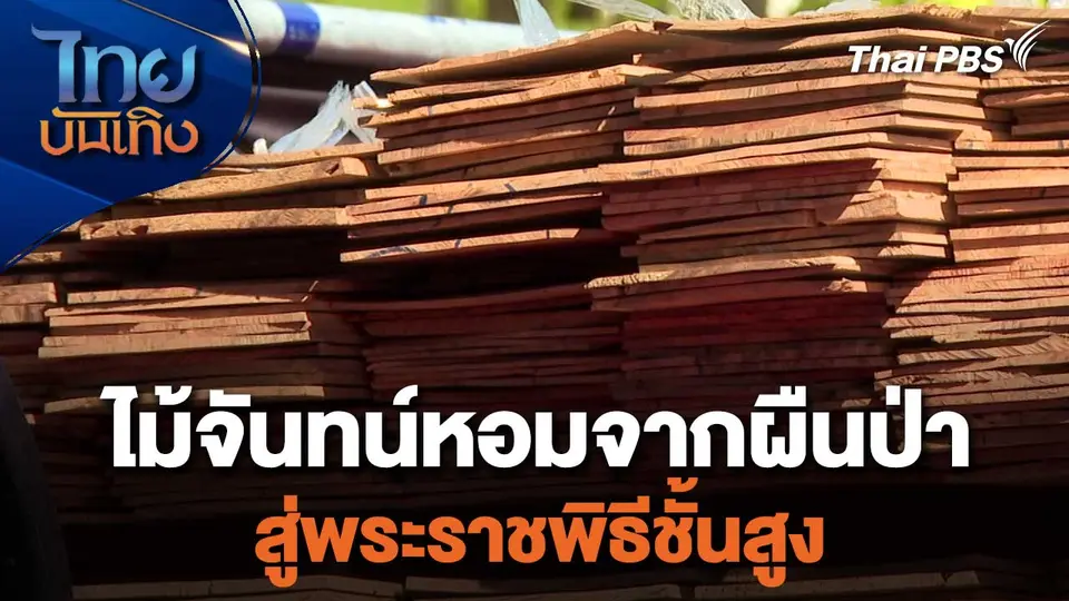 ไม้จันทน์หอมจากผืนป่าสู่พระราชพิธีชั้นสูง