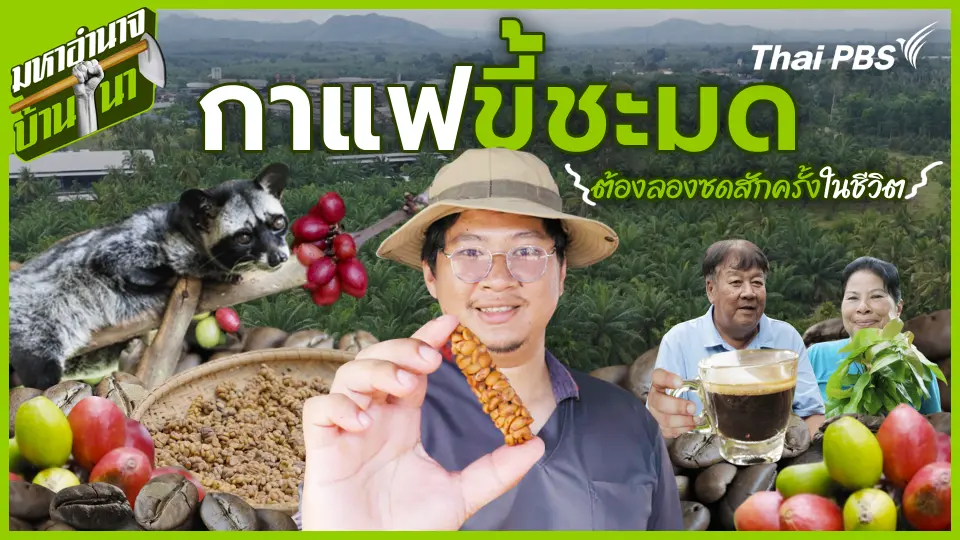 กาแฟขี้ชะมด ต้องลองซดสักครั้งในชีวิต
