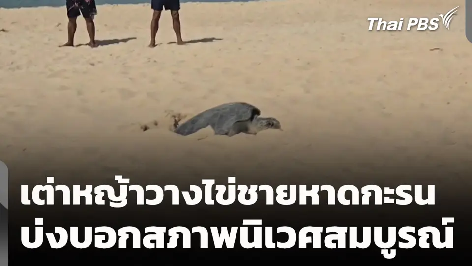 เต่าหญ้าวางไข่ชายหาดกะรน บ่งบอกสภาพนิเวศสมบูรณ์