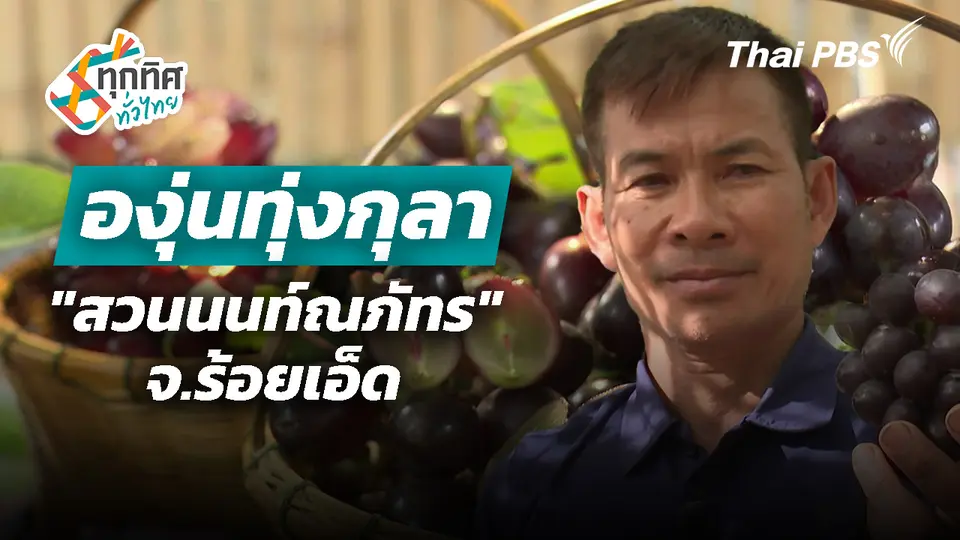 องุ่นทุ่งกุลา "สวนนนท์ณภัทร" จ.ร้อยเอ็ด