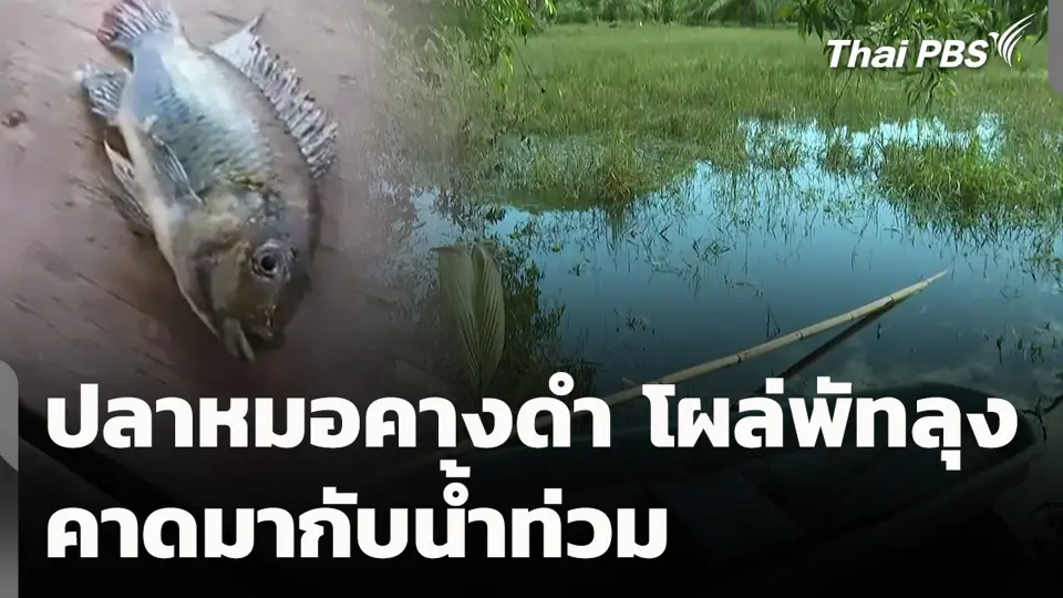 ปลาหมอคางดำโผล่พัทลุง คาดมากับน้ำท่วม
