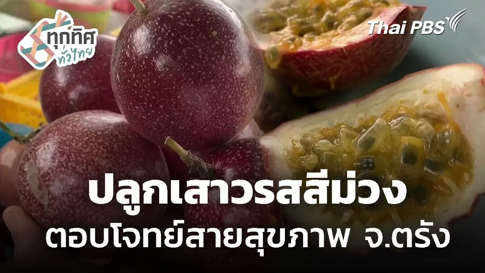 ปลูกเสาวรสสีม่วง ตอบโจทย์สายสุขภาพ จ.ตรัง