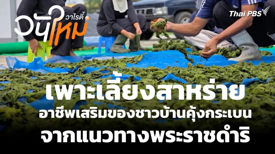 เพาะเลี้ยงสาหร่ายอาชีพเสริมของชาวบ้านคุ้งกระเบนจากแนวทางพระราชดำริ