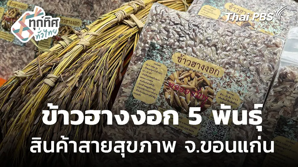 ข้าวฮางงอก 5 พันธุ์ สินค้าสายสุขภาพ จ.ขอนแก่น