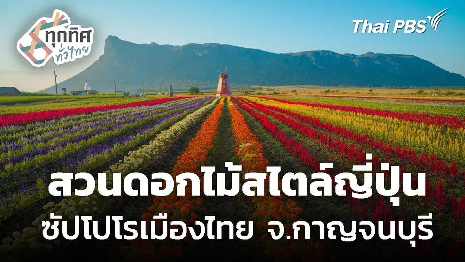 ชมสวนดอกไม้สไตล์ญี่ปุ่นกว่าร้อยไร่ จ.กาญจนบุรี