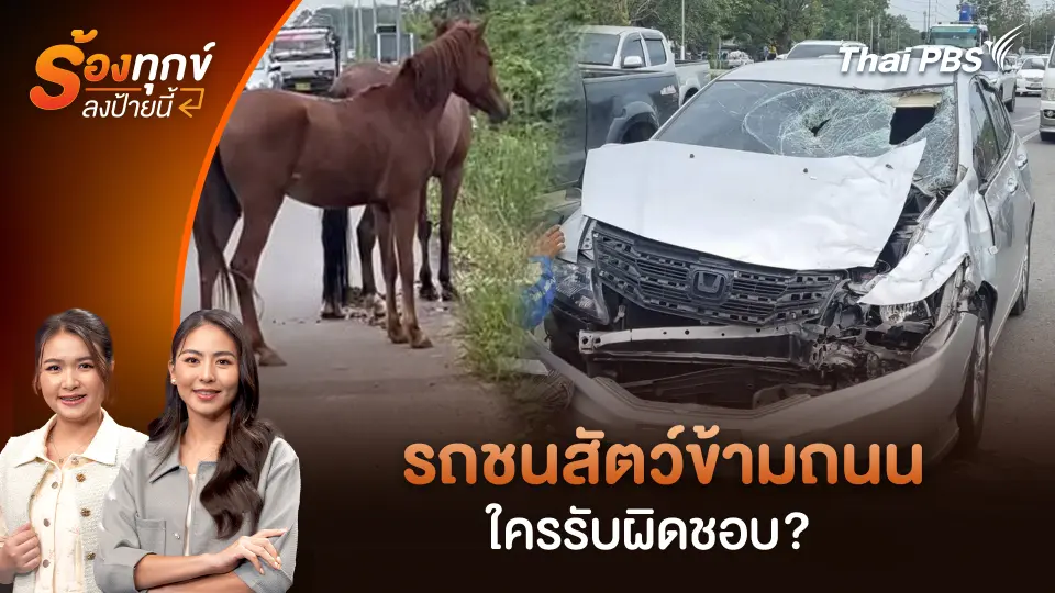 รถชนสัตว์ข้ามถนน ใครรับผิดชอบ? 