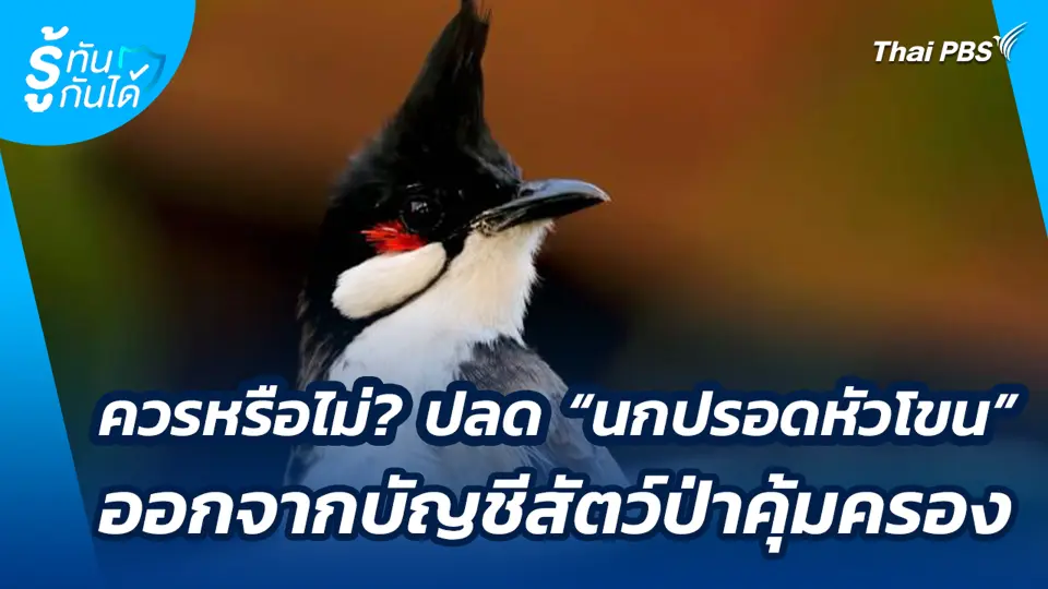 ควรหรือไม่? ปลด "นกปรอดหัวโขน" ออกจากบัญชีสัตว์ป่าคุ้มครอง