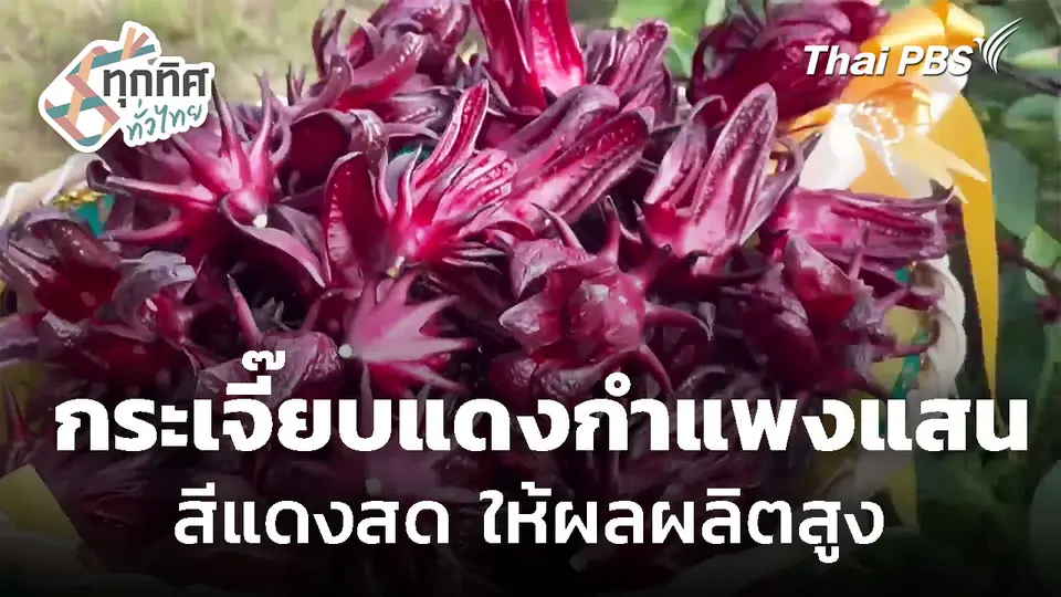 แจกพันธุ์กระเจี๊ยบแดงกำแพงแสนม่วงจัมโบ้ จ.ตรัง
