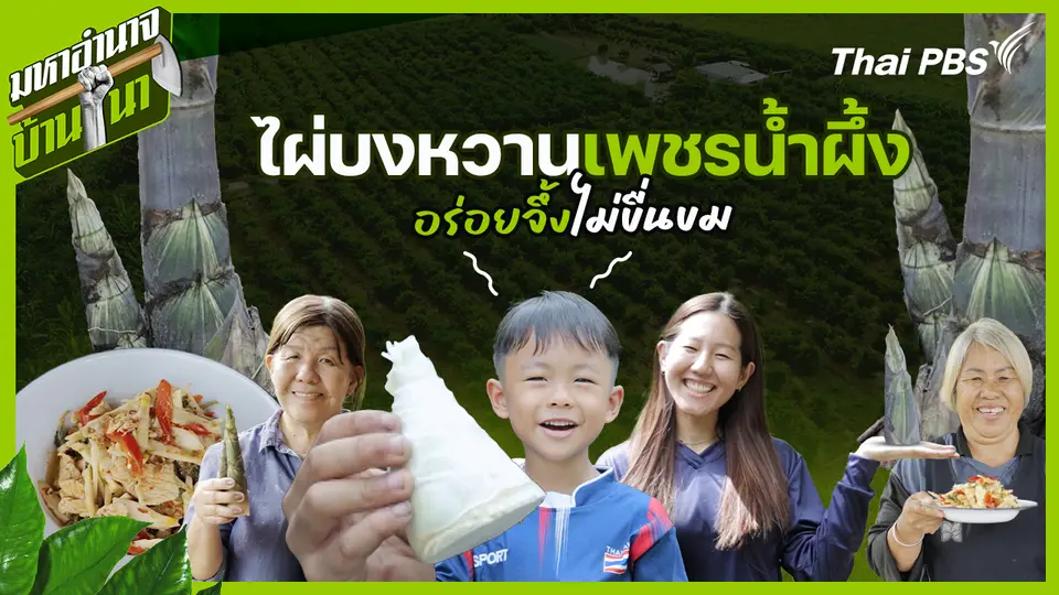 ไผ่บงหวานเพชรน้ำผึ้ง อร่อยจึ้งไม่ขื่นขม