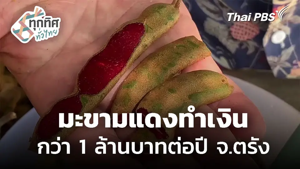 มะขามแดงทำเงินกว่า 1 ล้านบาทต่อปี จ.ตรัง 
