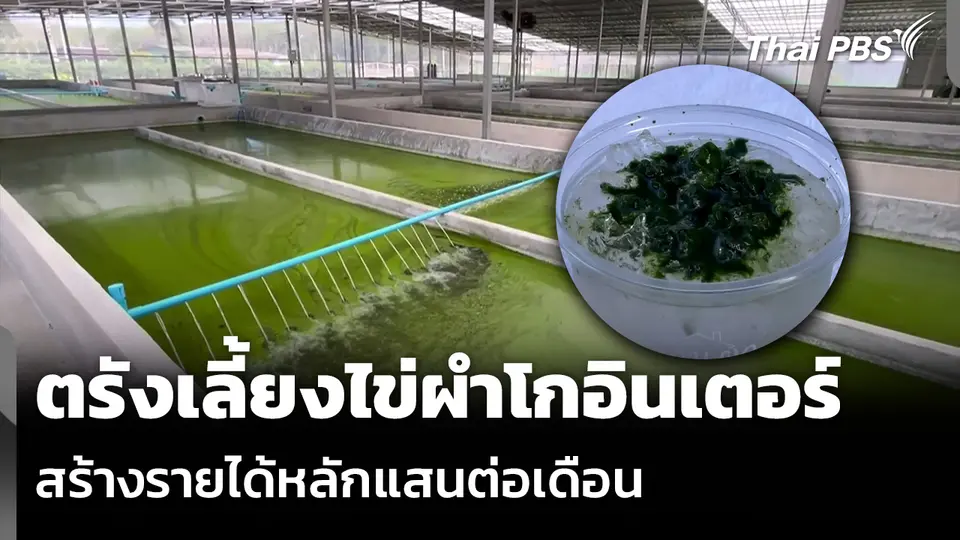 ตรังเลี้ยงไข่ผำโกอินเตอร์ สร้างรายได้หลักแสนต่อเดือน
