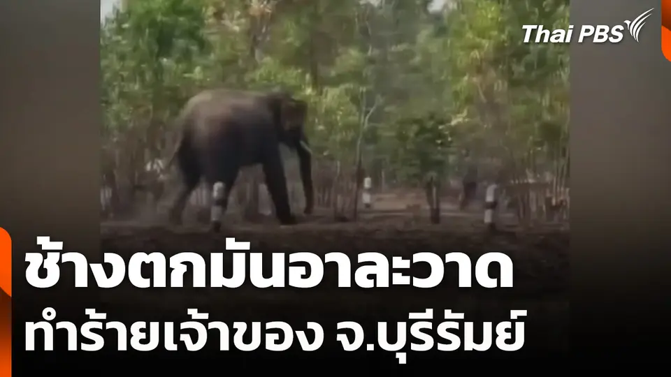 ช้างตกมันอาละวาดทำร้ายเจ้าของ จ.บุรีรัมย์
