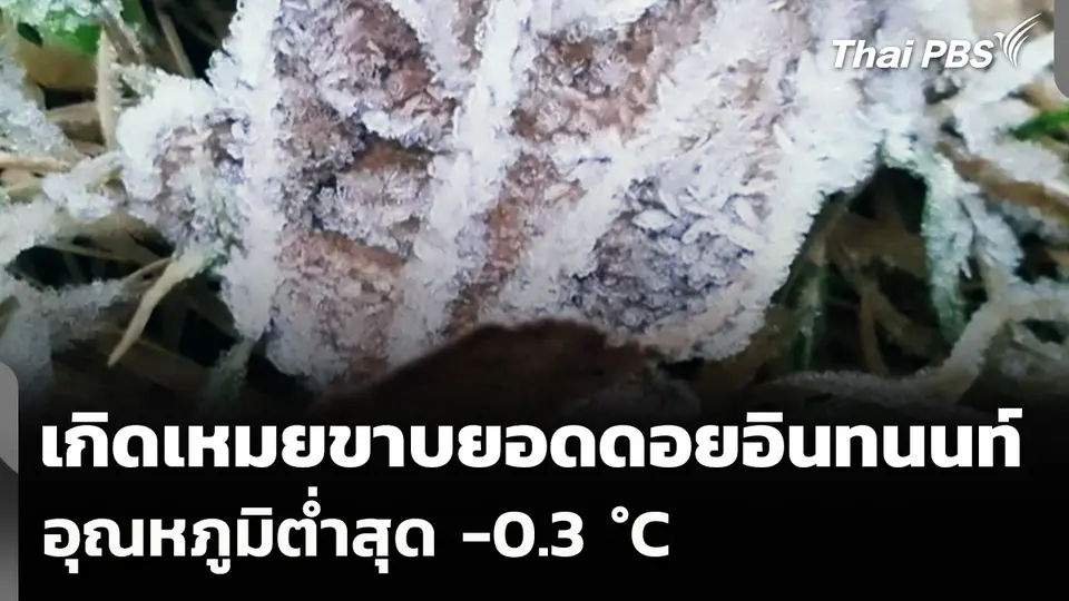 เกิดเหมยขาบบนยอดดอยอินทนนท์ จ.เชียงใหม่