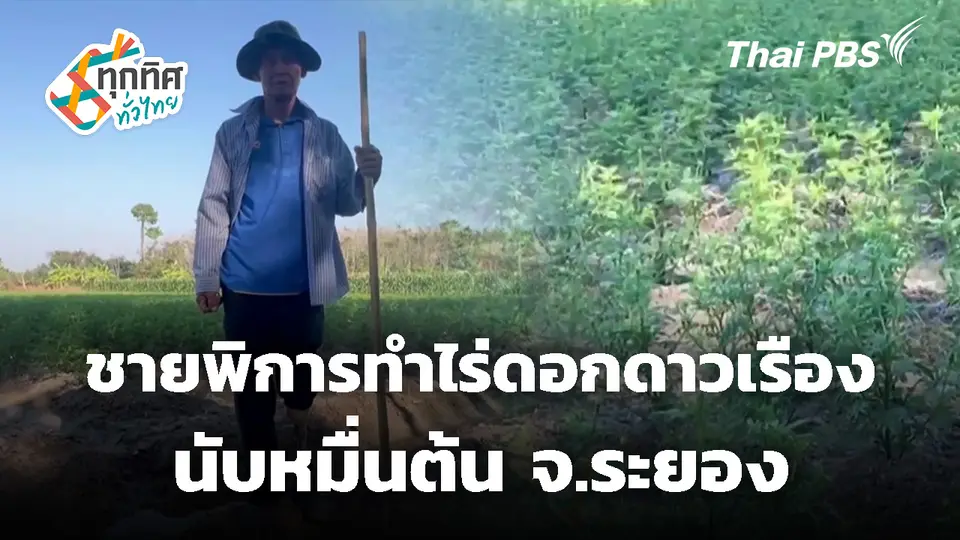 ชายพิการทำไร่ดอกดาวเรืองนับหมื่นต้น จ.ระยอง