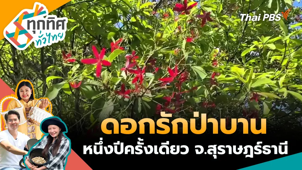 ทุกทิศทั่วไทย