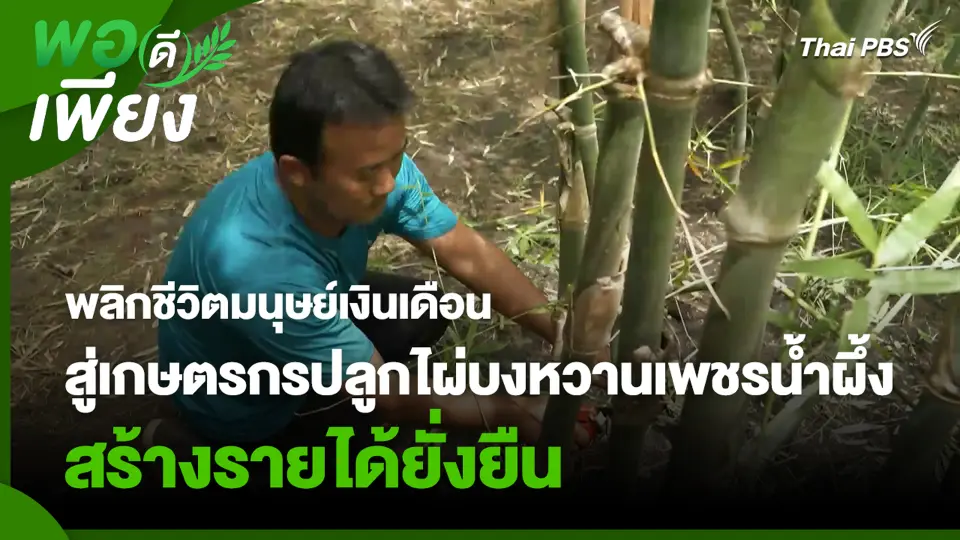 พลิกชีวิตมนุษย์เงินเดือน สู่เกษตรกรปลูกไผ่บงหวานเพชรน้ำผึ้ง สร้างรายได้ยั่งยืน