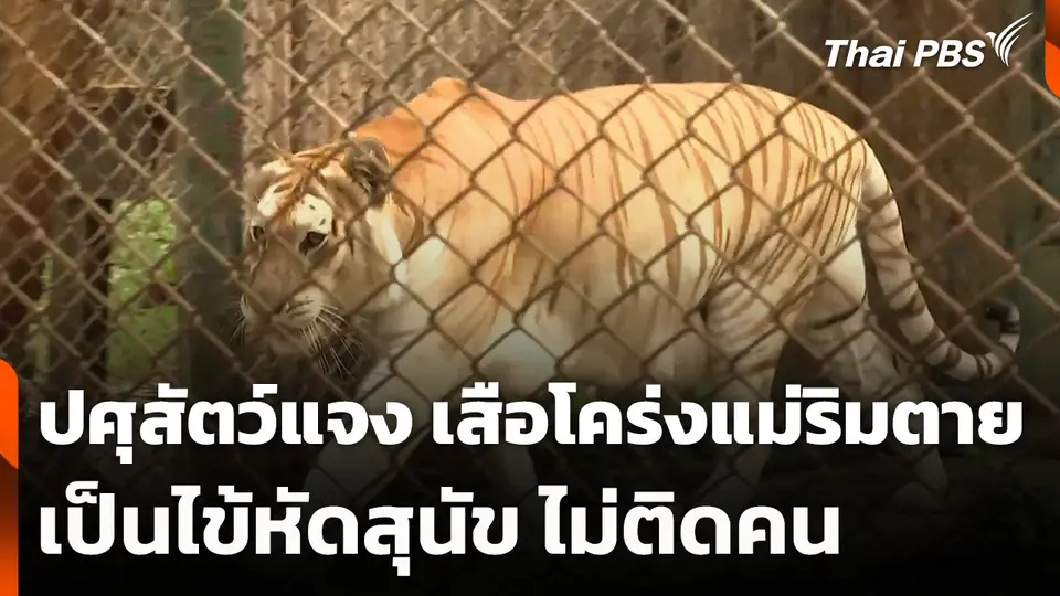 ปศุสัตว์แจง เสือโคร่งแม่ริมตาย เป็นไข้หัดสุนัข ไม่ติดคน