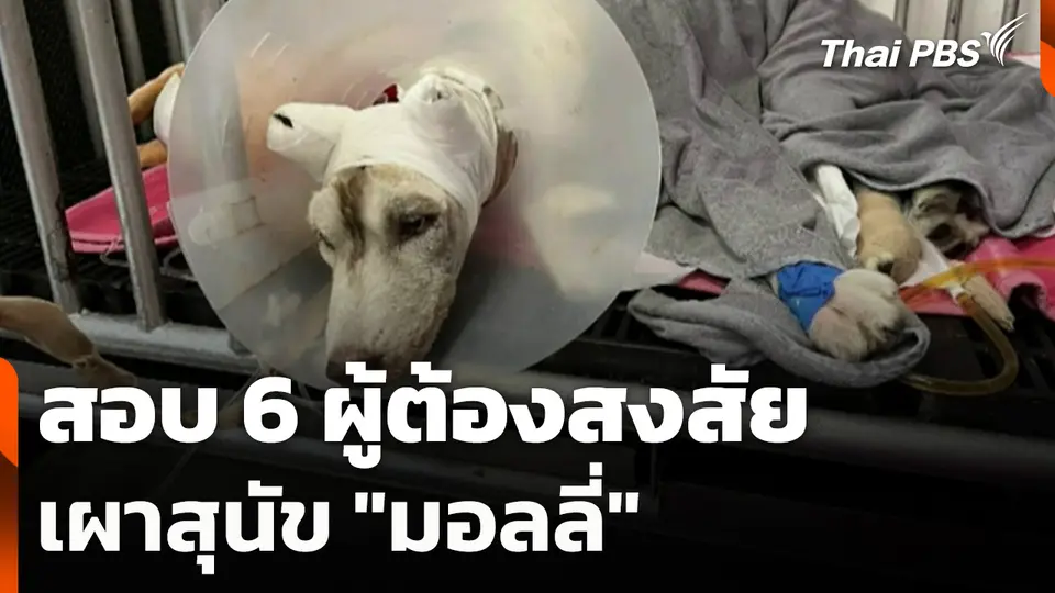 ปูพรมตรวจค้นหา สอบ 6 ผู้ต้องสงสัยเผาสุนัข "มอลลี่"