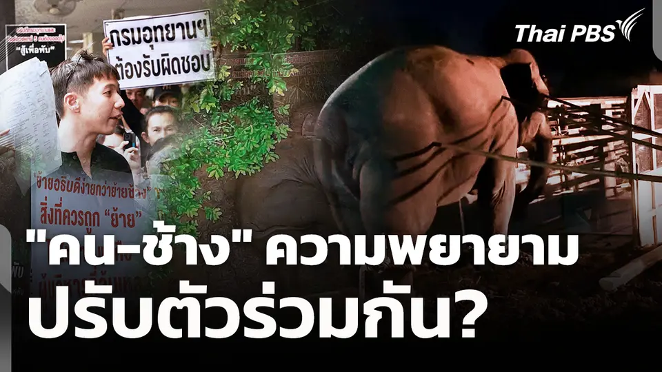 "คน-ช้าง" ความพยายามปรับตัวร่วมกัน 