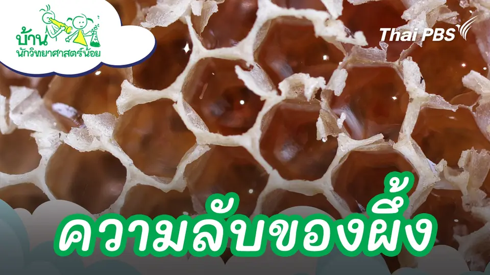 ความลับของผึ้ง