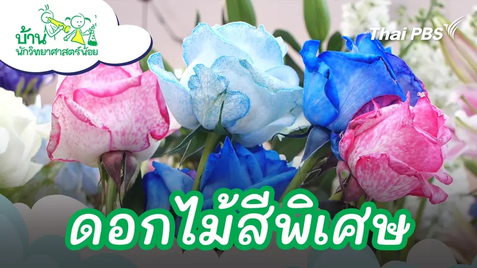 ดอกไม้สีพิเศษ