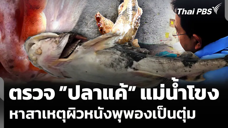 ตรวจ "ปลาแค้” แม่น้ำโขง ผิวหนังพุพองเป็นตุ่ม หาสาเหตุความผิดปกติ