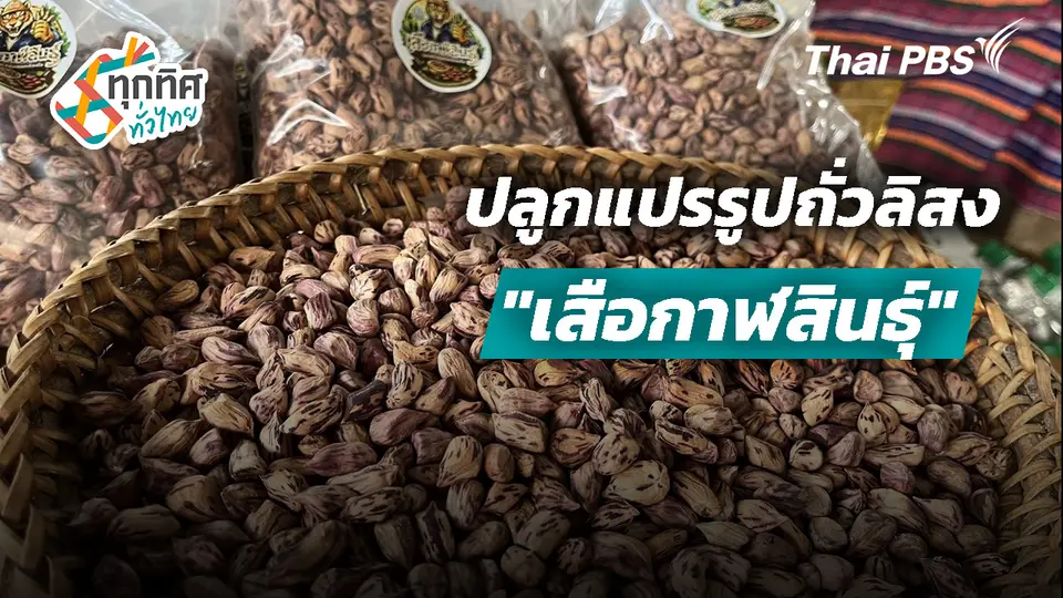 ปลูกแปรรูปถั่วลิสง "เสือกาฬสินธุ์"